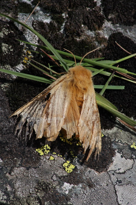 Euthrix potatoria,  forse lei?